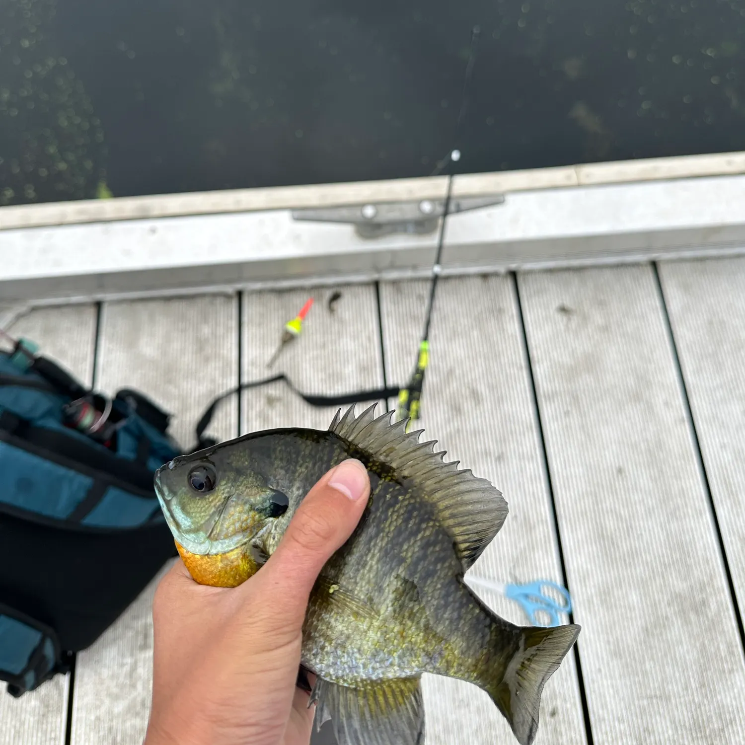 Bluegill caught on Fishbrain
