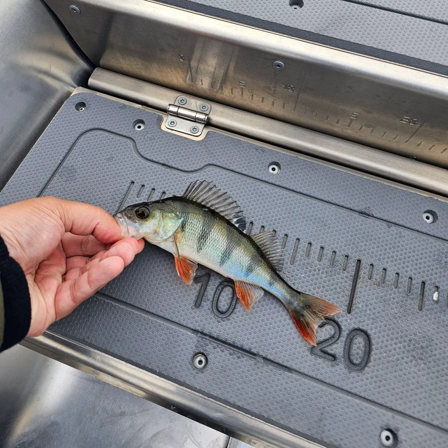 European perch caught on Fishbrain