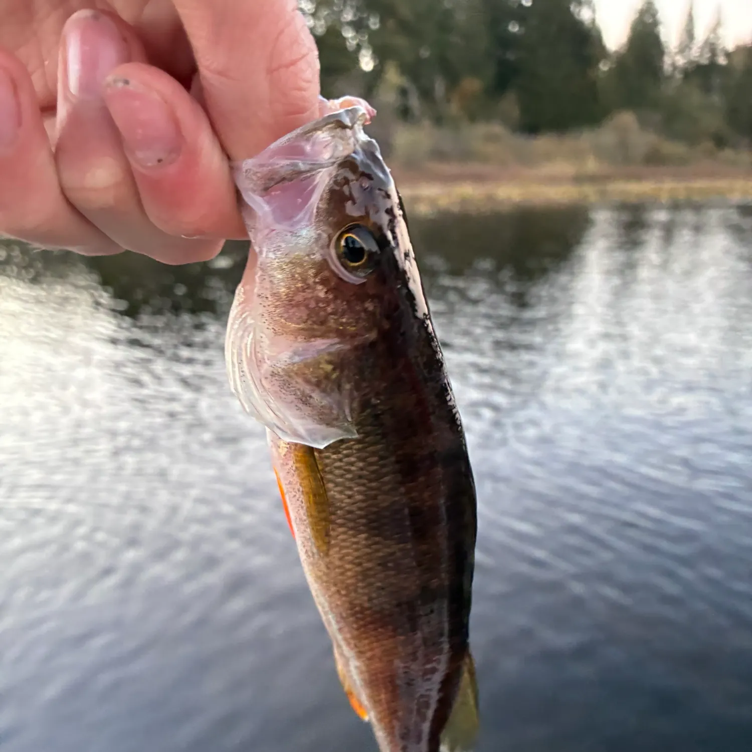 Fish caught on Fishbrain