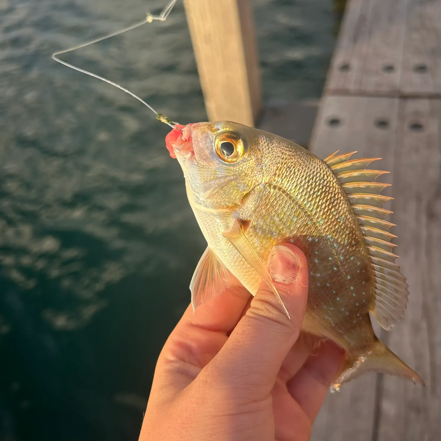Australasian snapper caught on Fishbrain