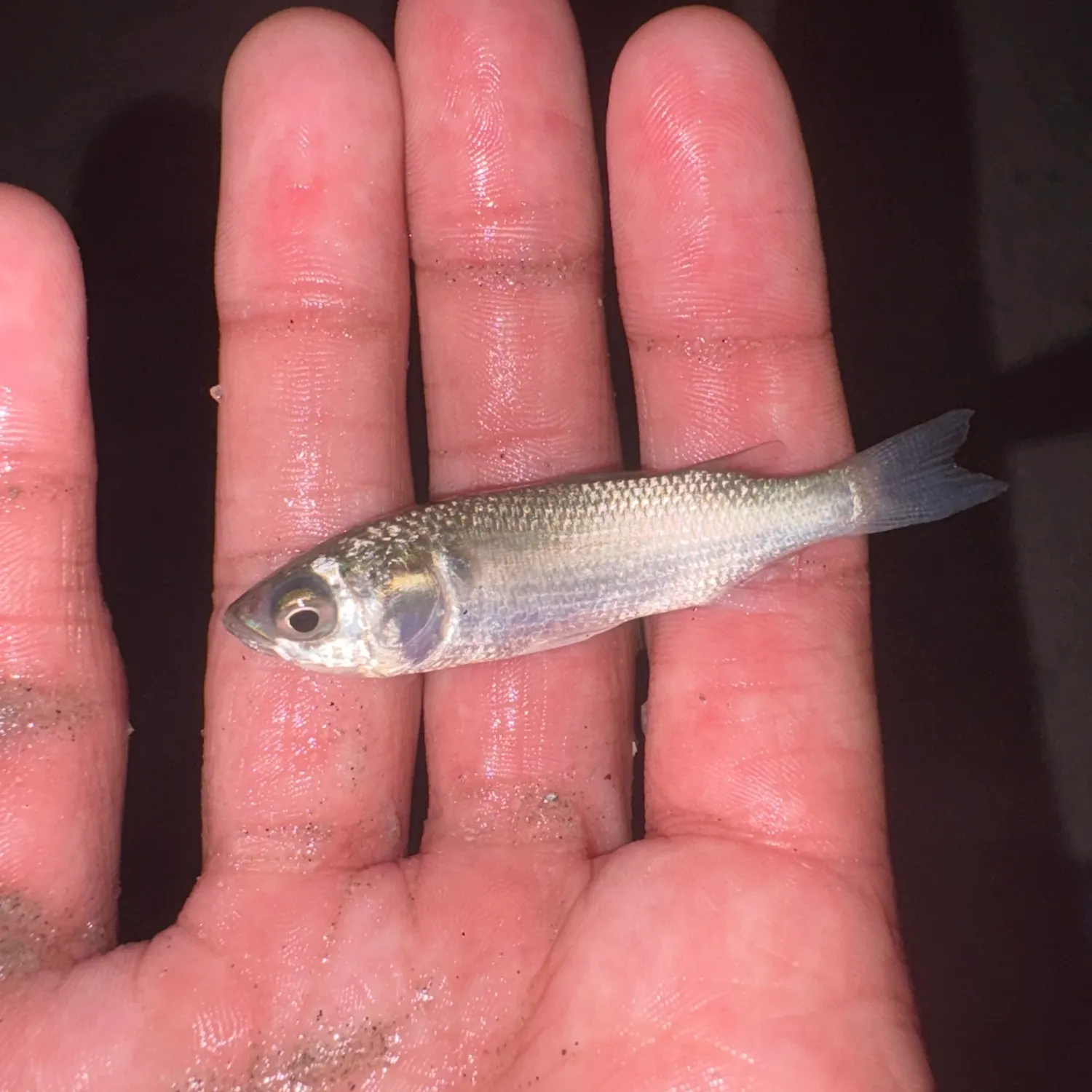 The most recent White mullet catches on Fishbrain