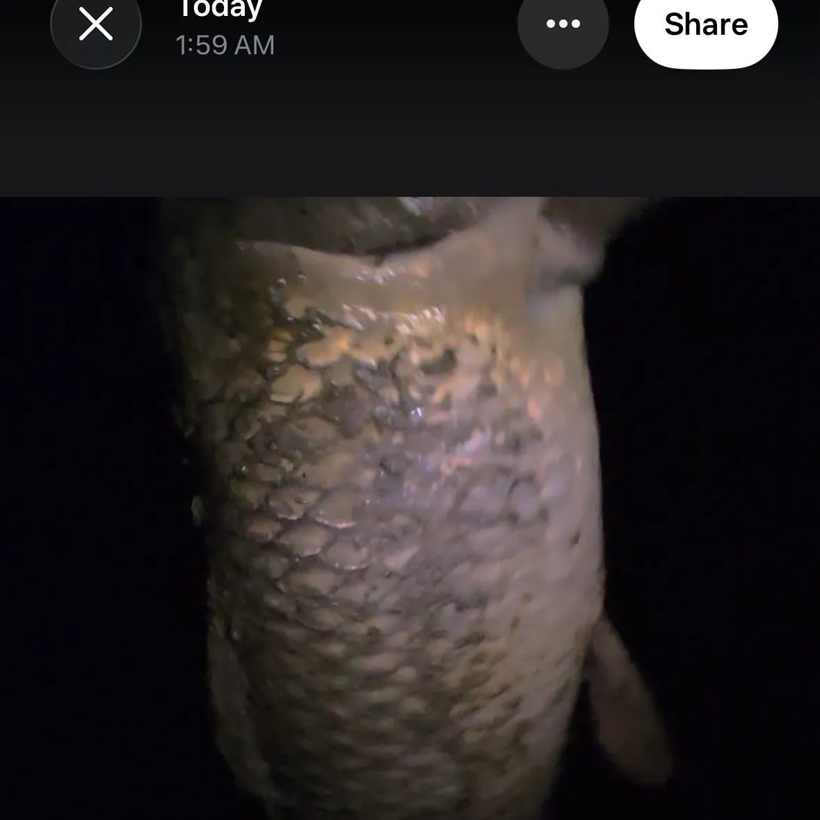 Common carp caught on Fishbrain