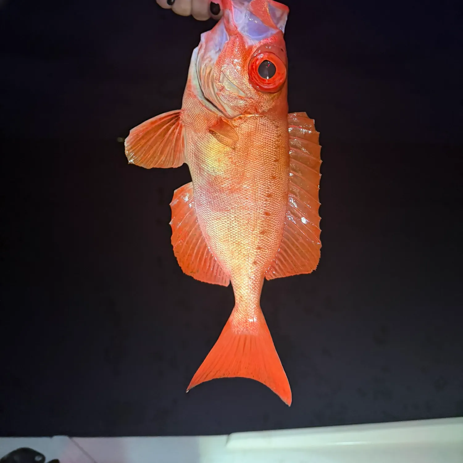 The most recent Atlantic bigeye catches on Fishbrain