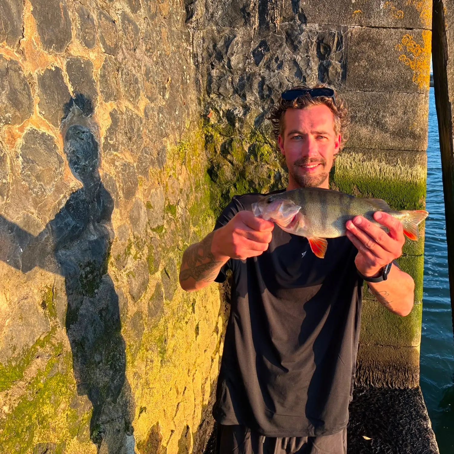 European perch caught on Fishbrain