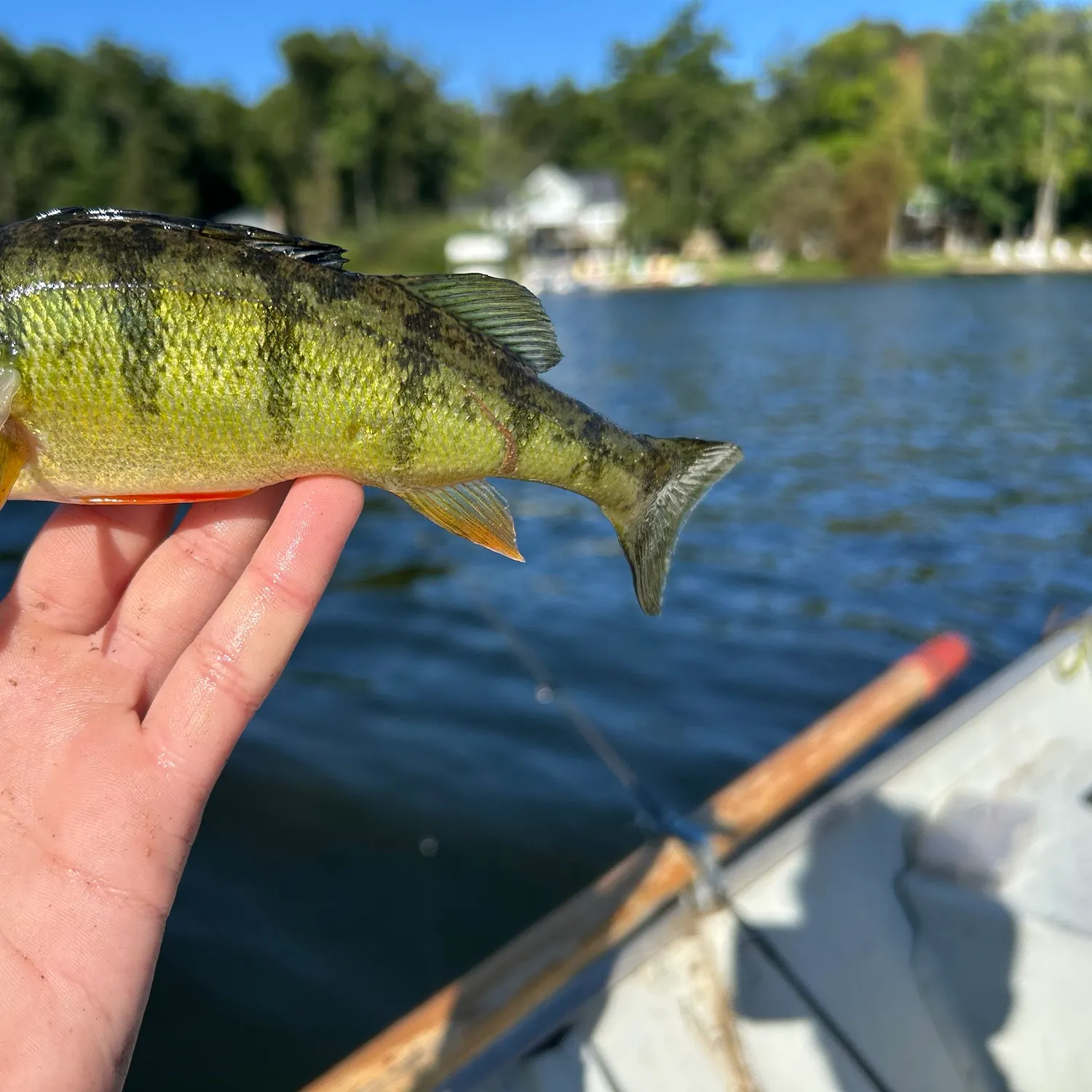 Yellow perch caught on Fishbrain