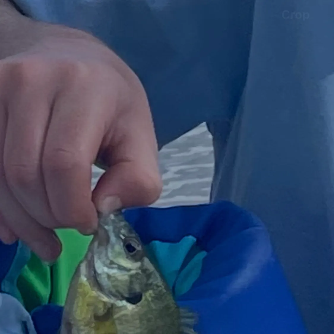Bluegill caught on Fishbrain