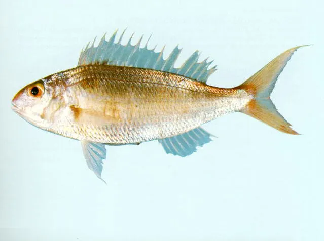 Notchedfin threadfin bream