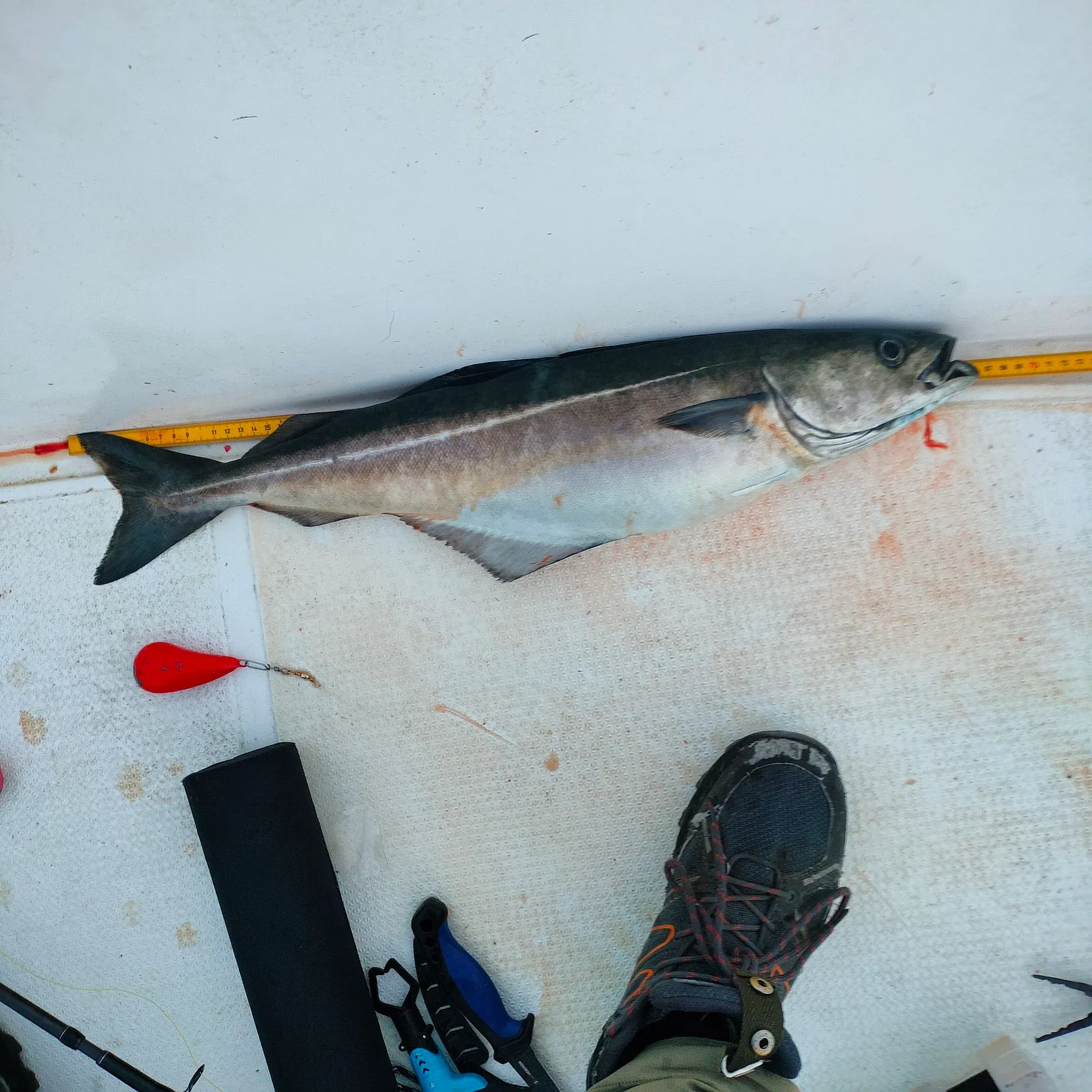 Atlantic pollock caught on Fishbrain