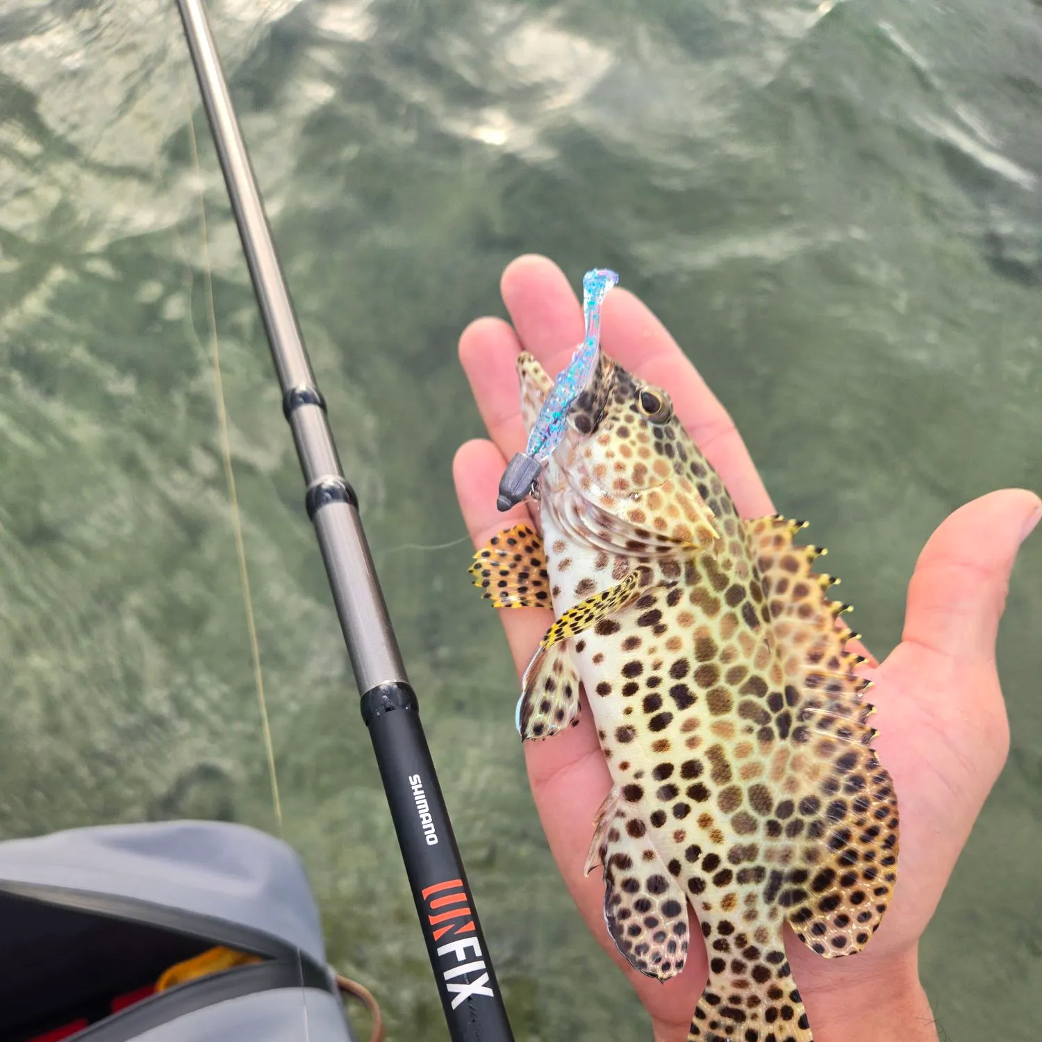 The most recent Honeycomb grouper catches on Fishbrain