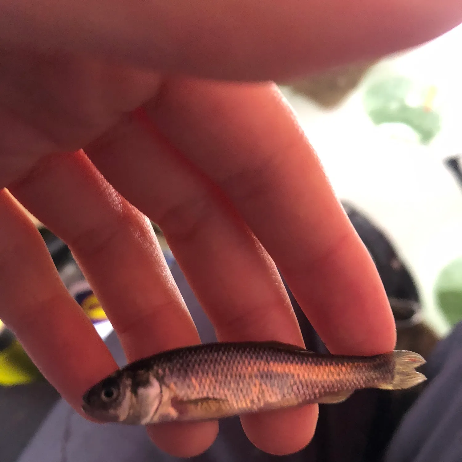 The most recent Fathead minnow catches on Fishbrain