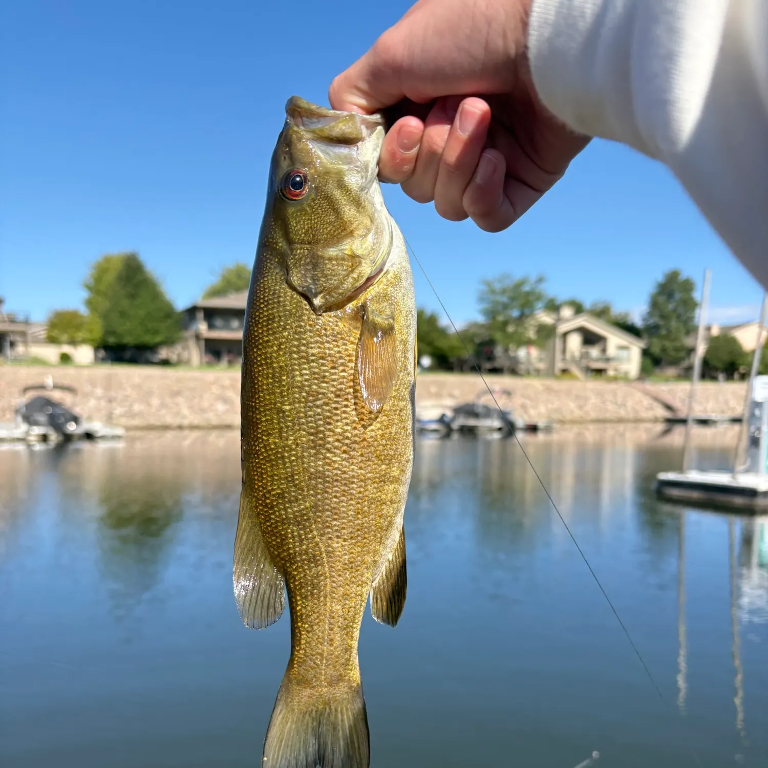 Smallmouth bass caught on Fishbrain