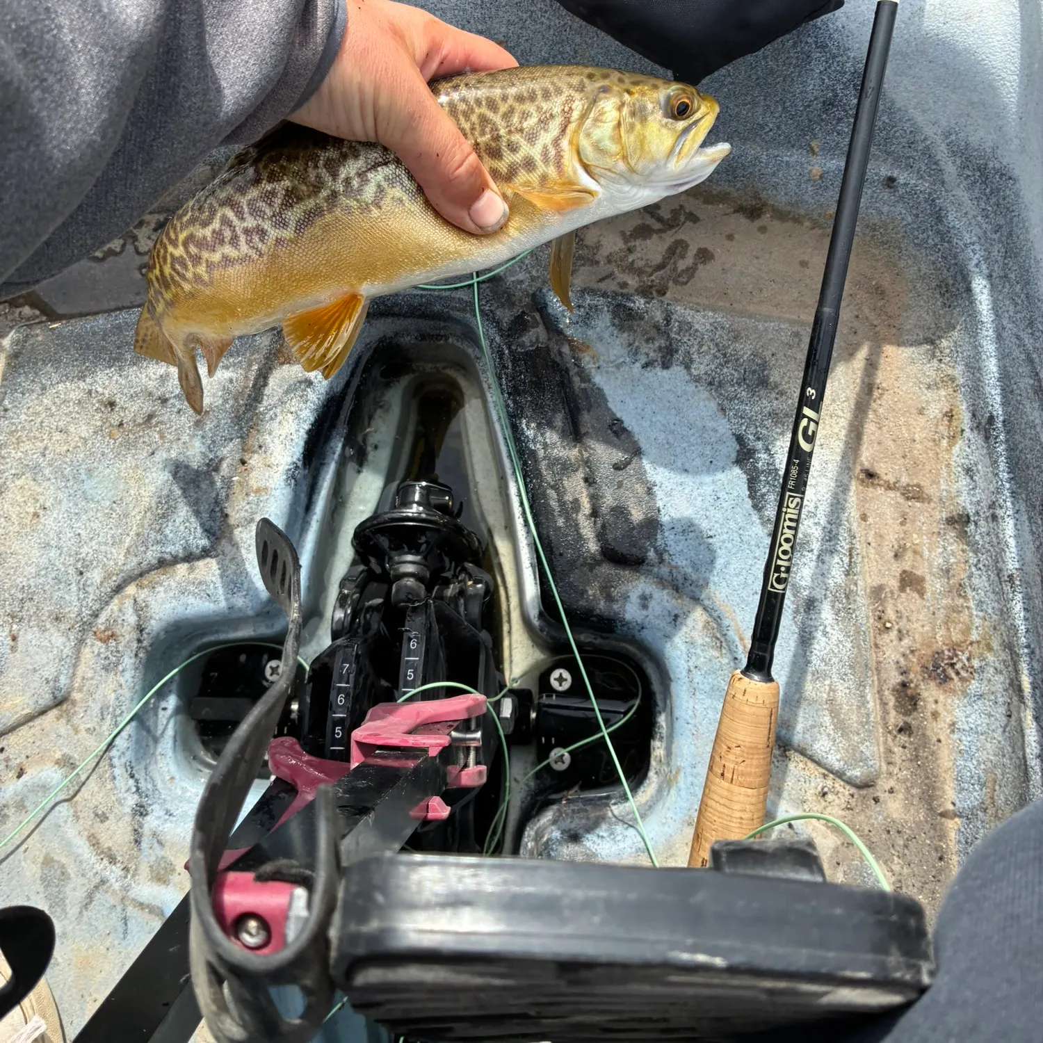 Tiger trout caught on Fishbrain