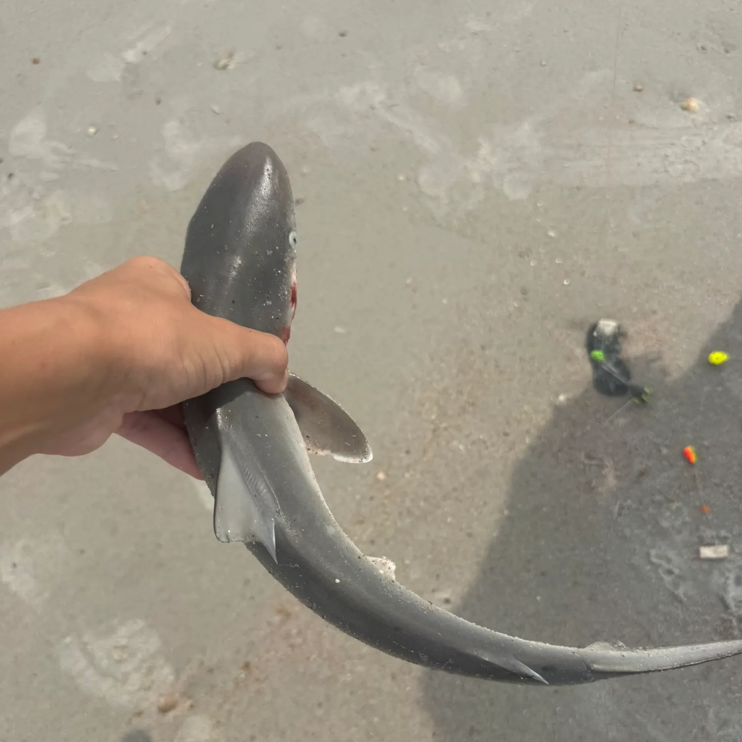 The most recent Silky shark catches on Fishbrain