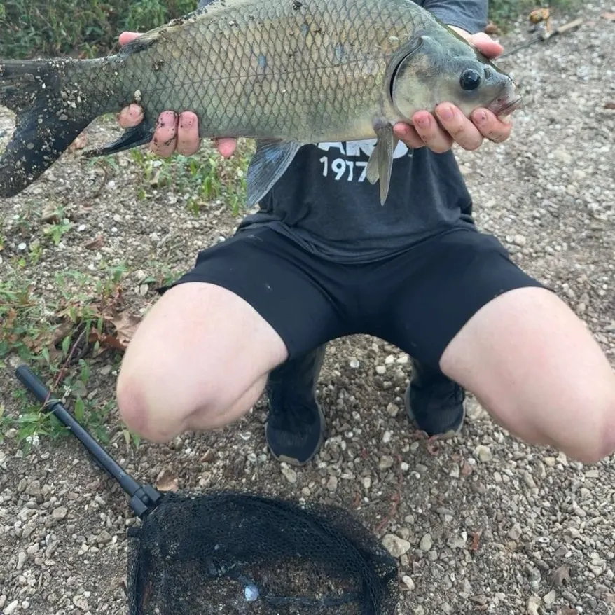 Smallmouth buffalo caught on Fishbrain