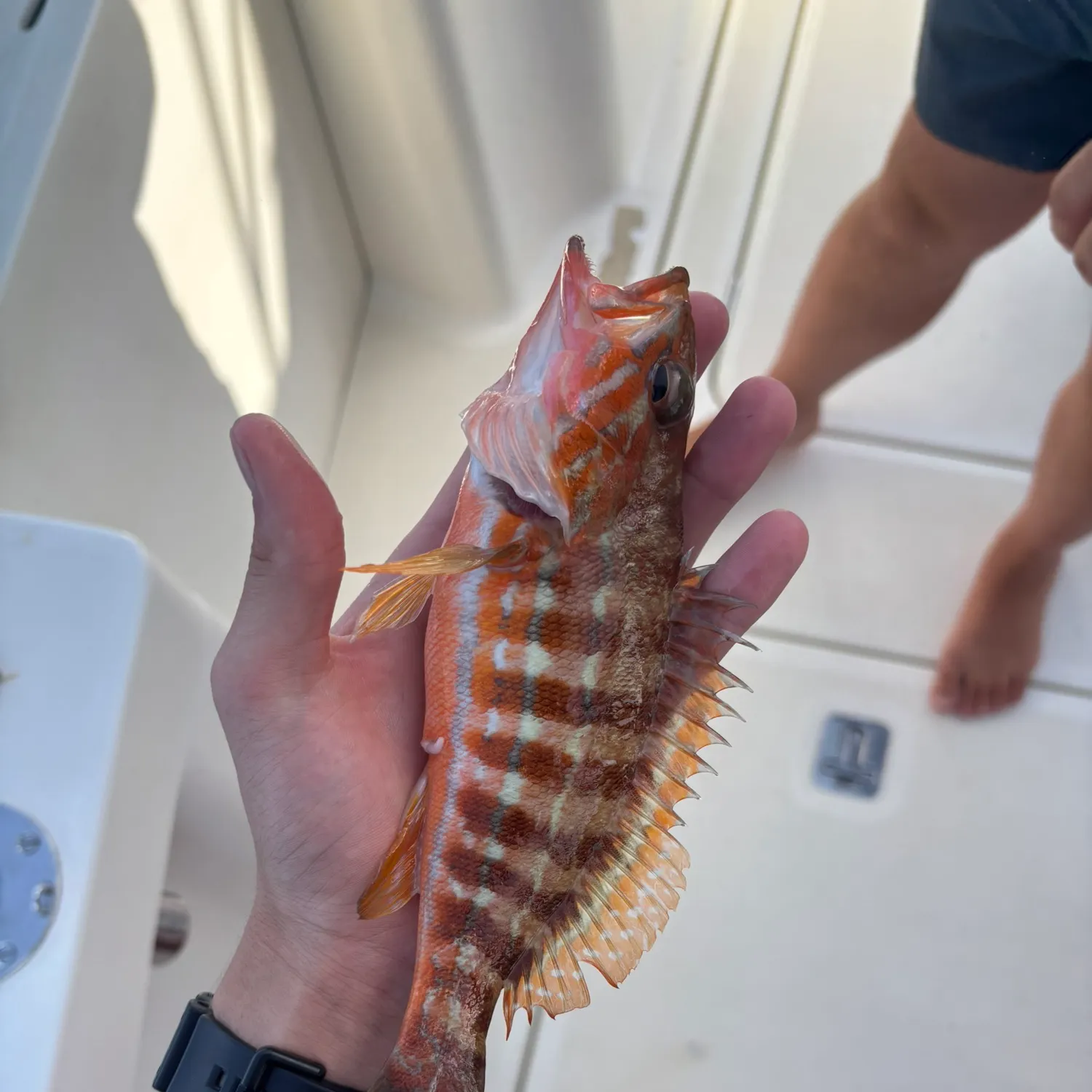 The most recent Comber catches on Fishbrain