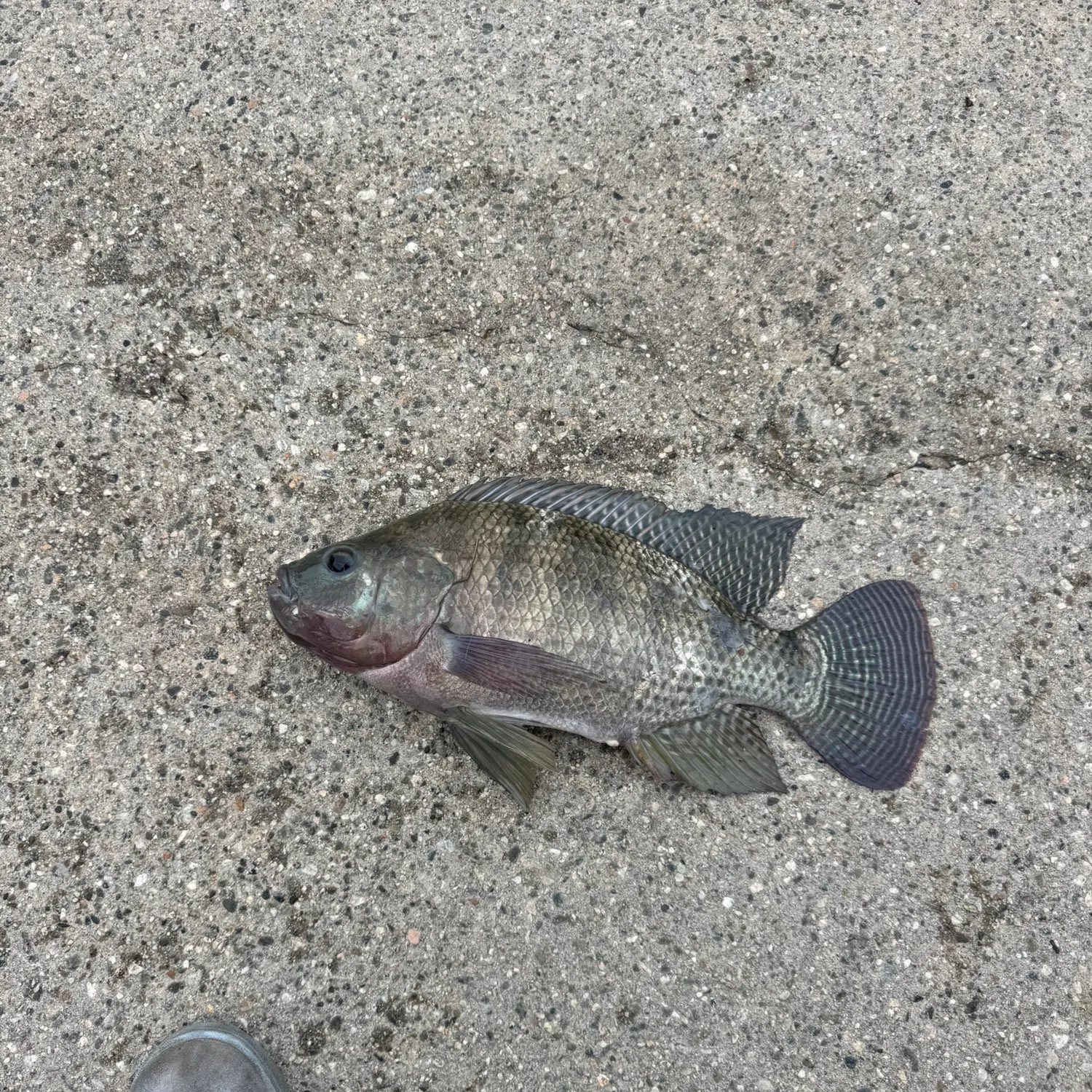 The most recent Blue tilapia catches on Fishbrain