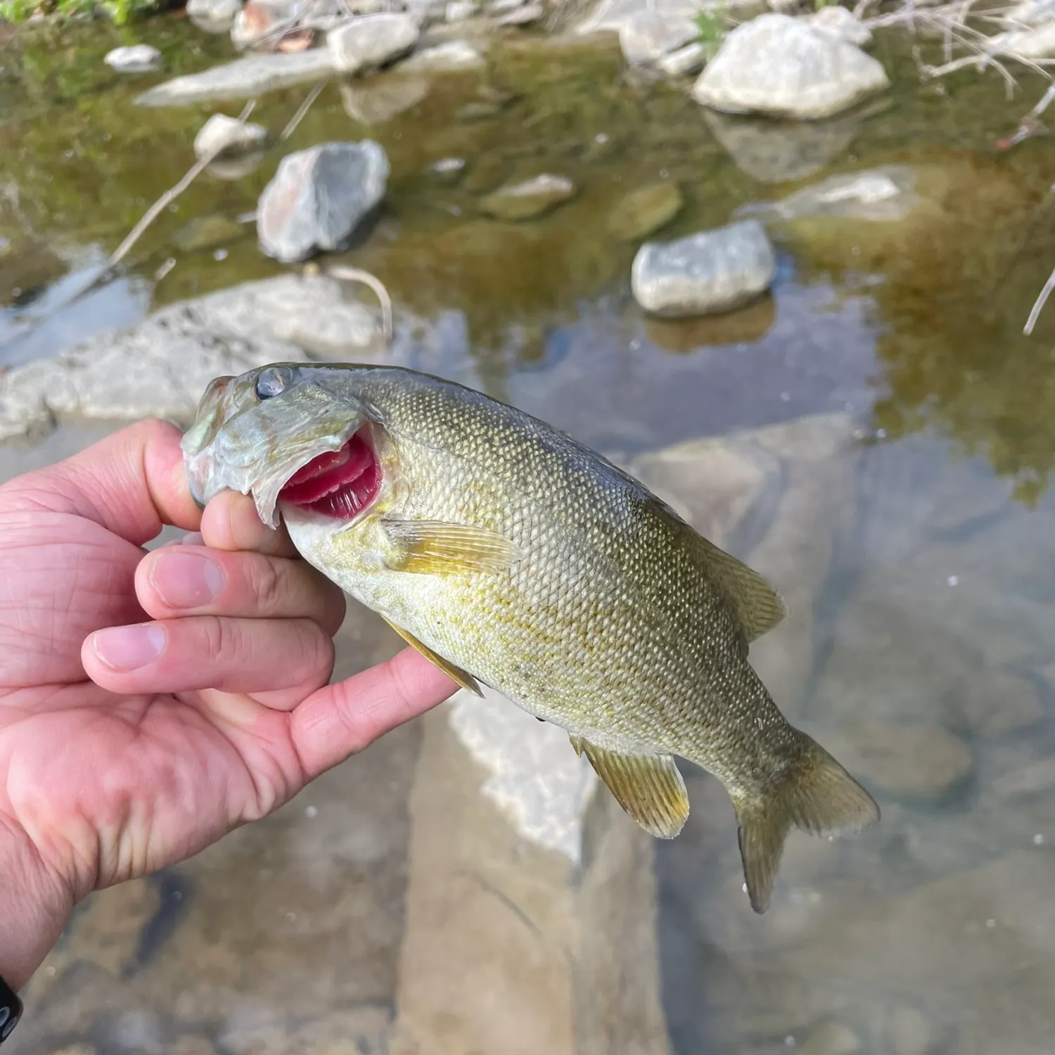Smallmouth bass caught on Fishbrain