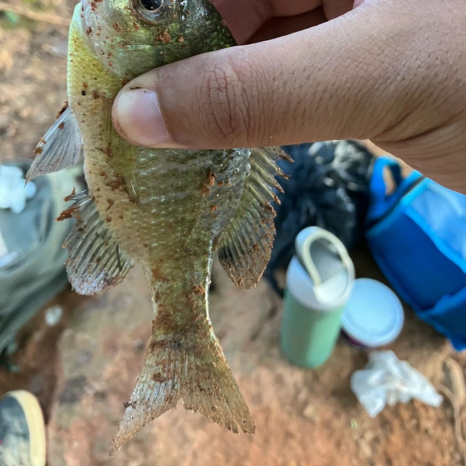 Green sunfish caught on Fishbrain