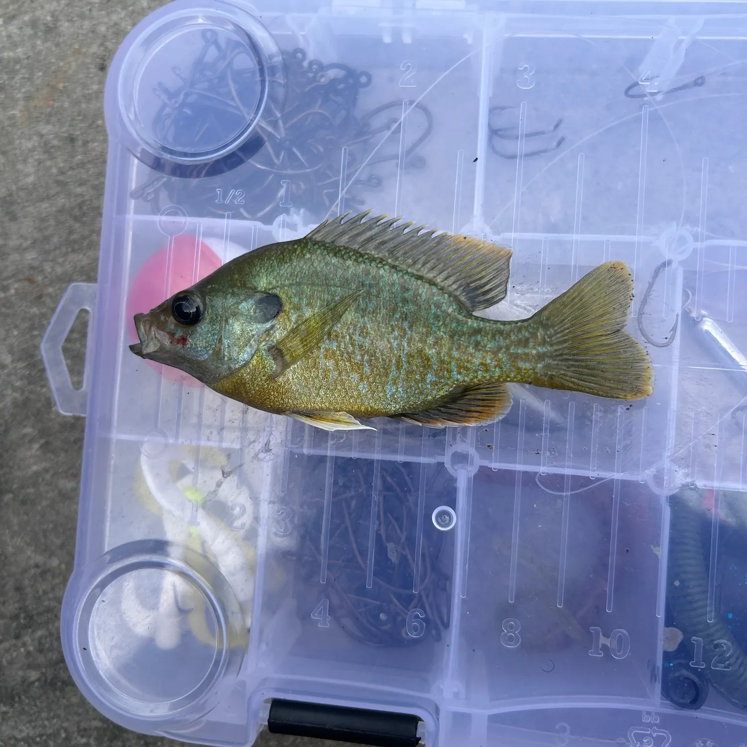 recently logged catches