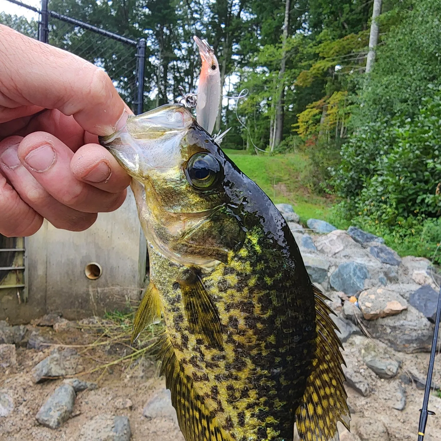 Black crappie caught on Fishbrain