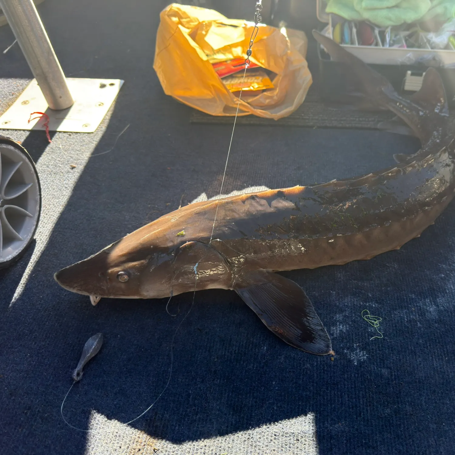 The most recent Shortnose sturgeon catches on Fishbrain