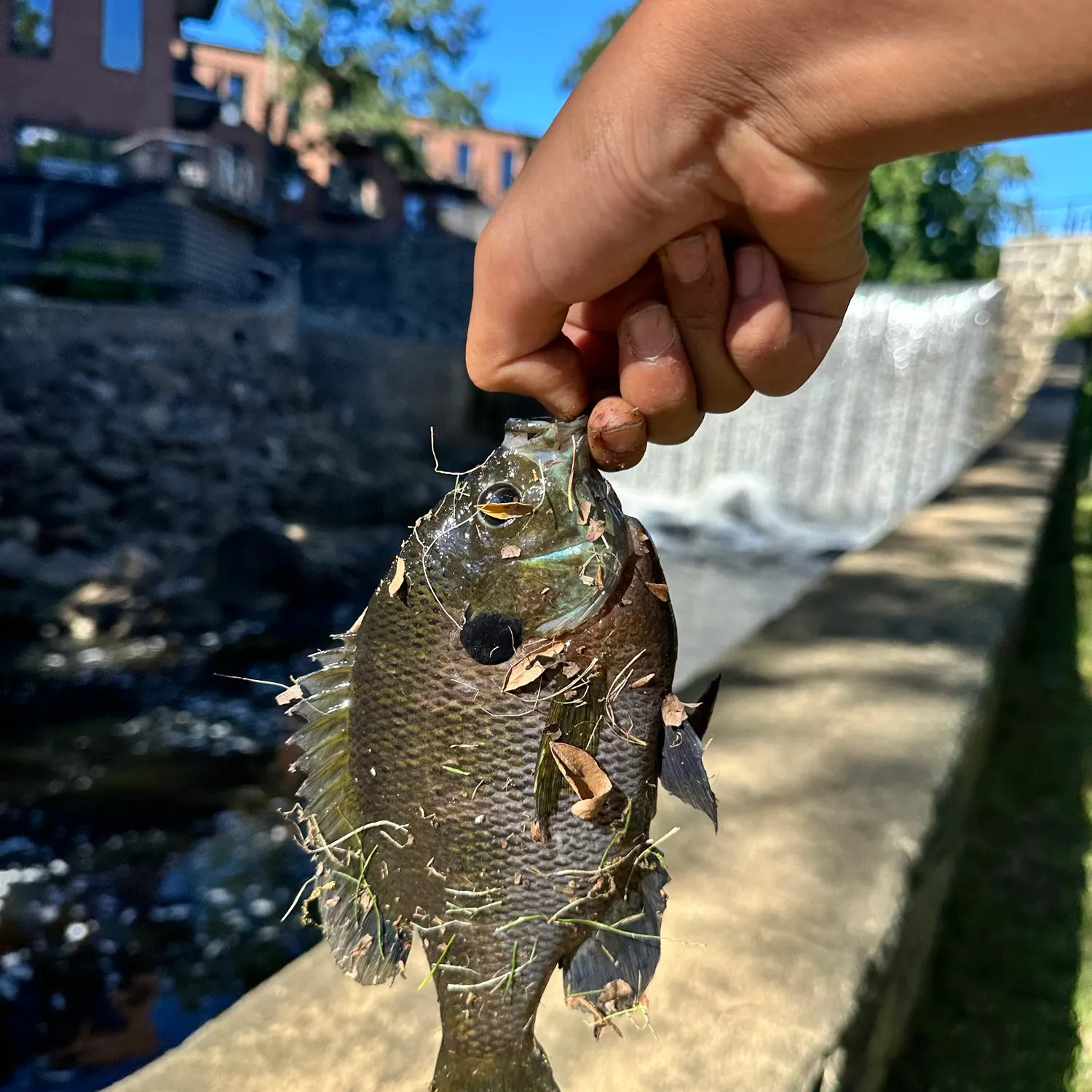 Bluegill caught on Fishbrain
