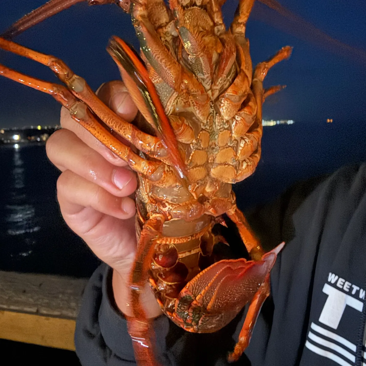 The most recent California spiny lobster catches on Fishbrain