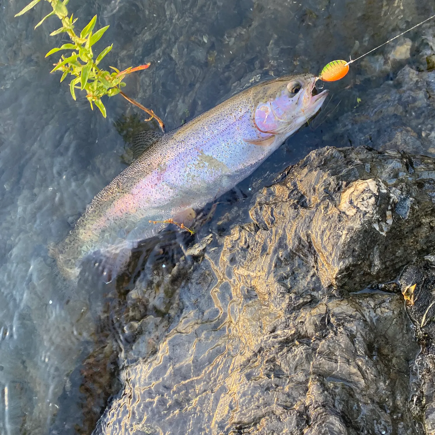 Rainbow trout caught on Fishbrain