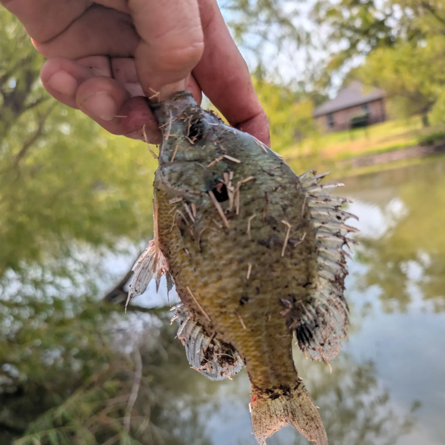 Bluegill caught on Fishbrain