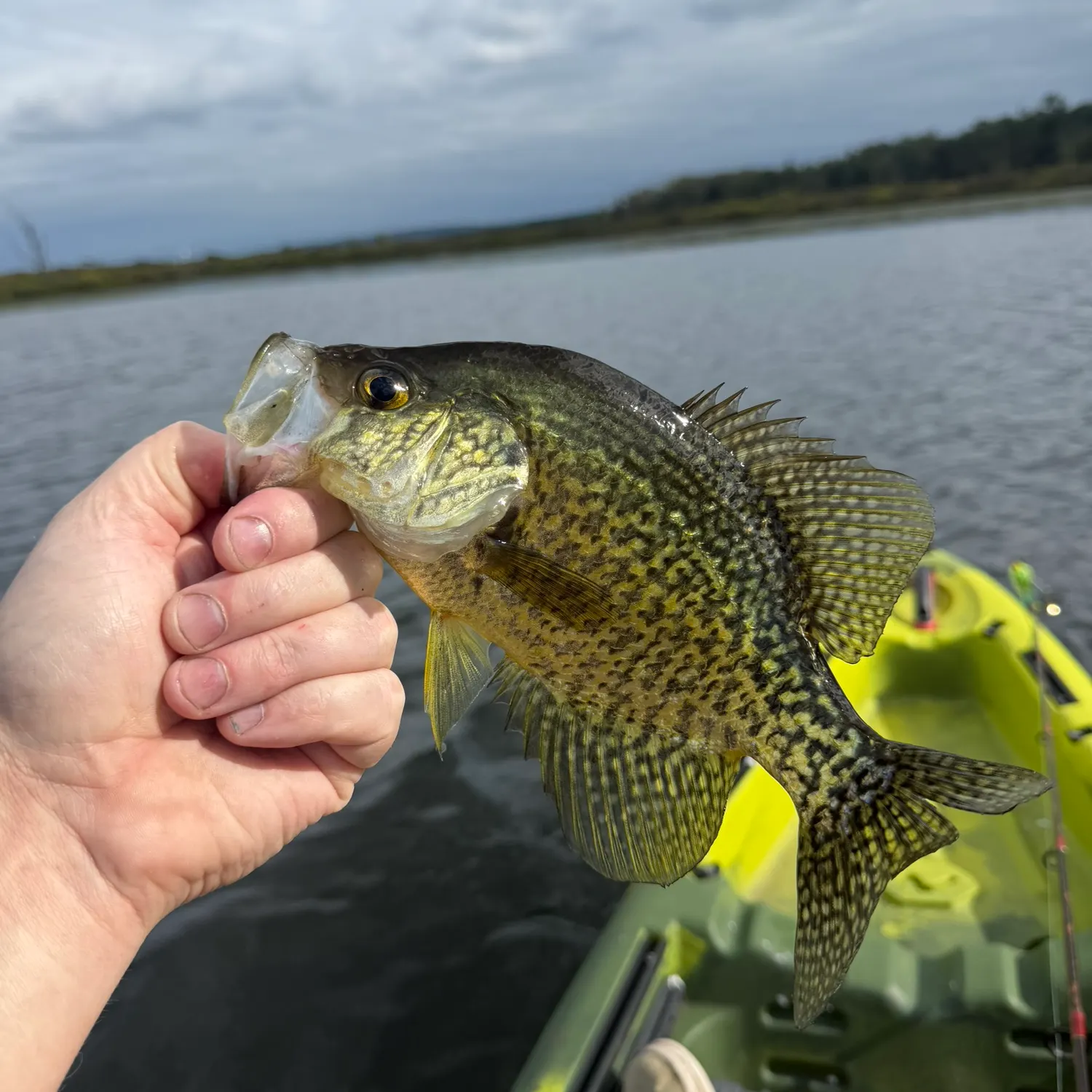 Black crappie caught on Fishbrain