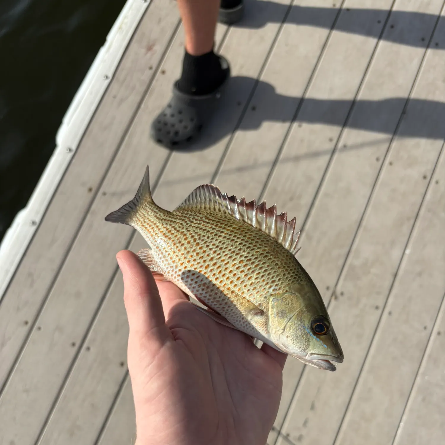 The most recent Mangrove snapper catches on Fishbrain