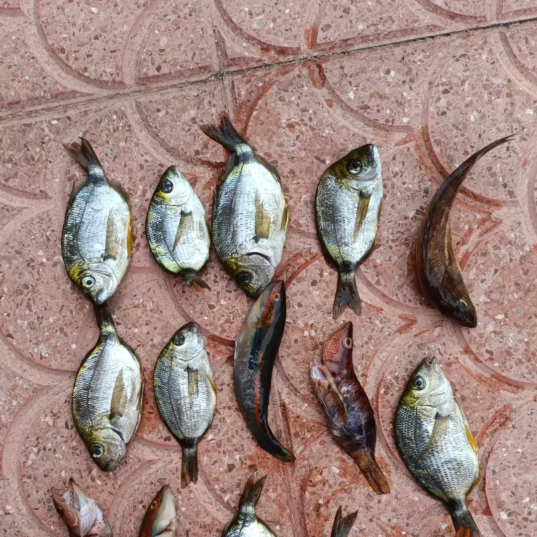 The most recent Cape white seabream catches on Fishbrain