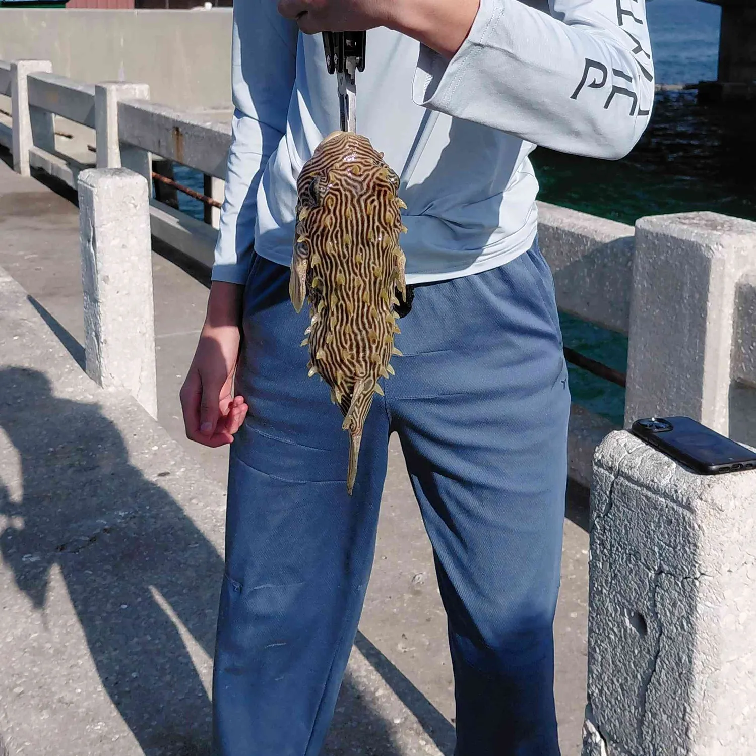 The most recent Striped burrfish catches on Fishbrain