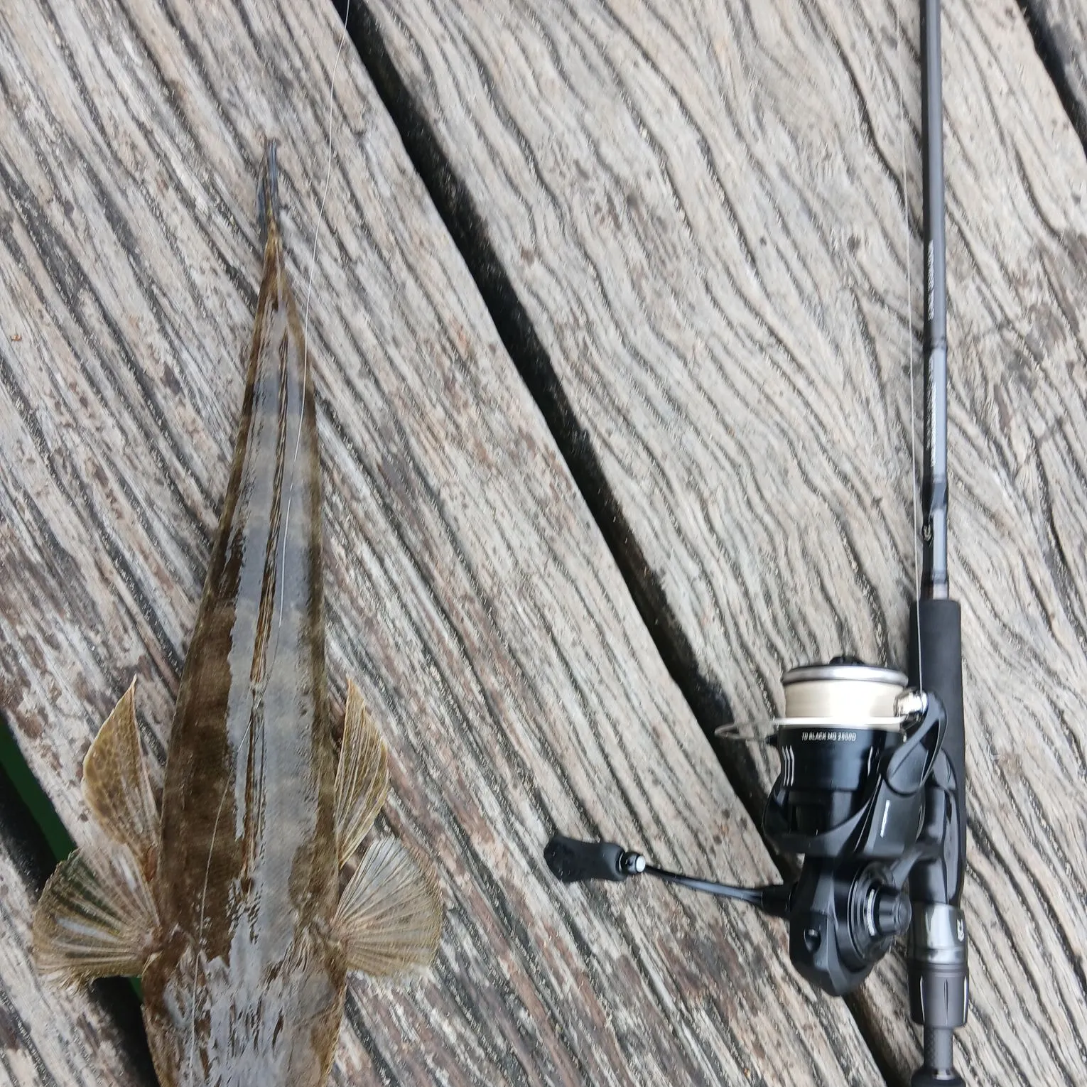 The most recent Dusky flathead catches on Fishbrain