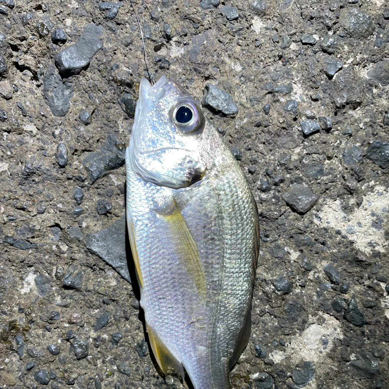 The most recent Bastard grunt catches on Fishbrain
