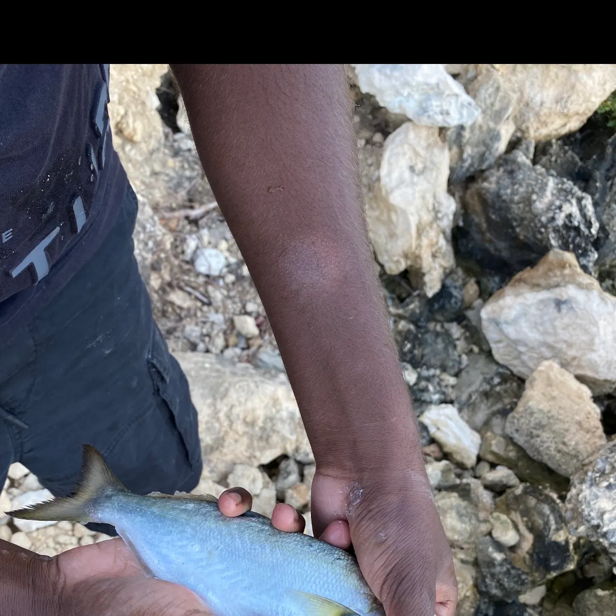 The most recent Bluefish catches on Fishbrain