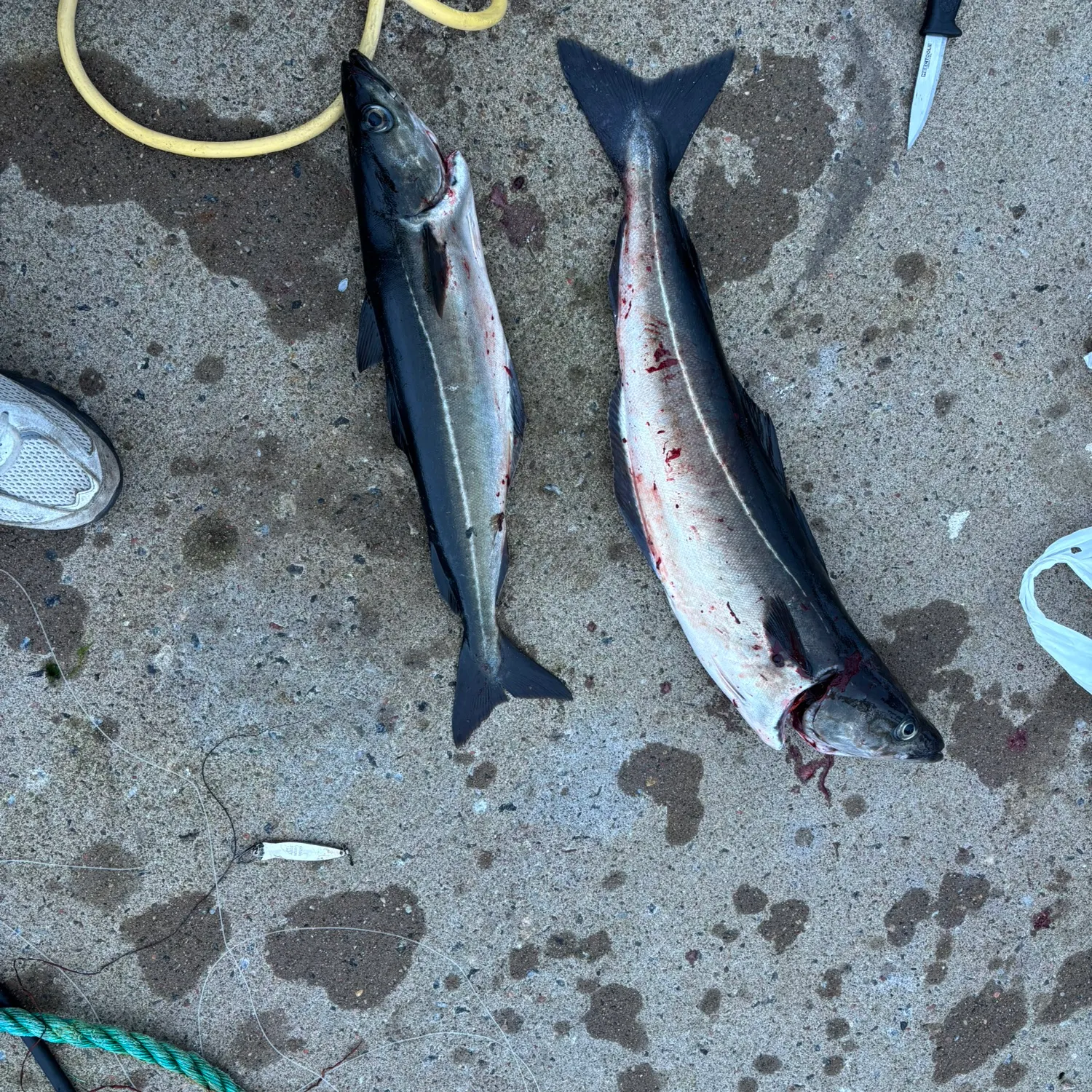 The most recent Atlantic pollock catches on Fishbrain