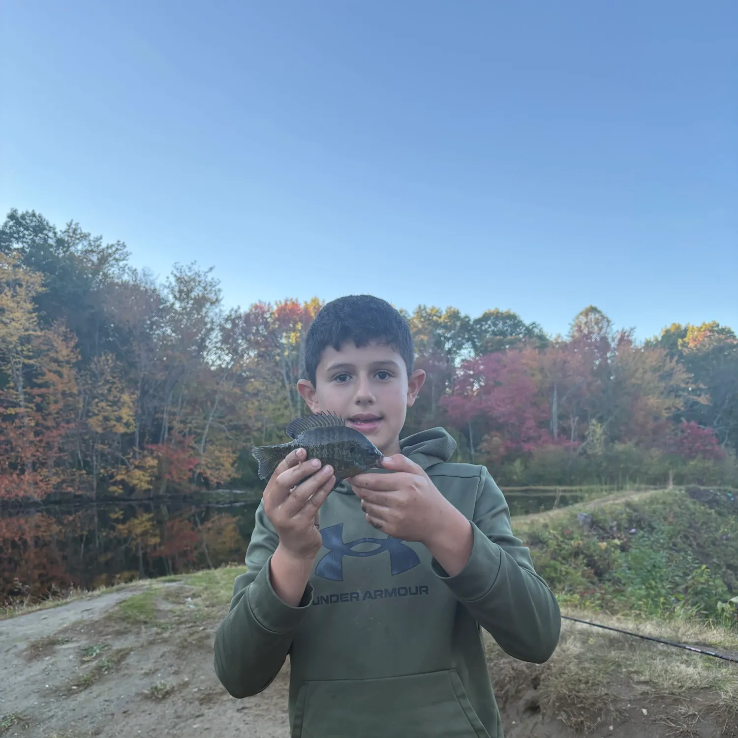 Bluegill caught on Fishbrain
