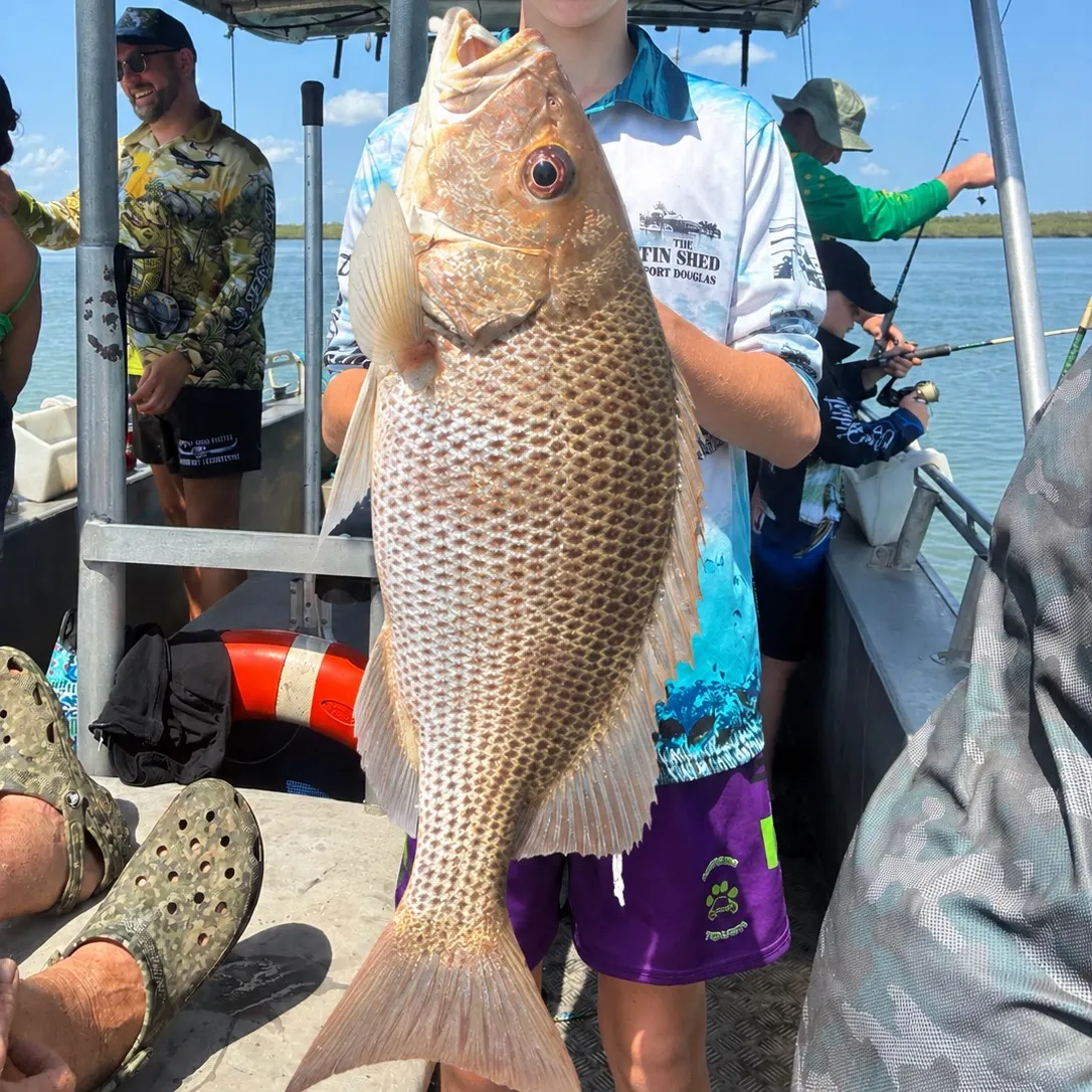 The most recent John's snapper catches on Fishbrain