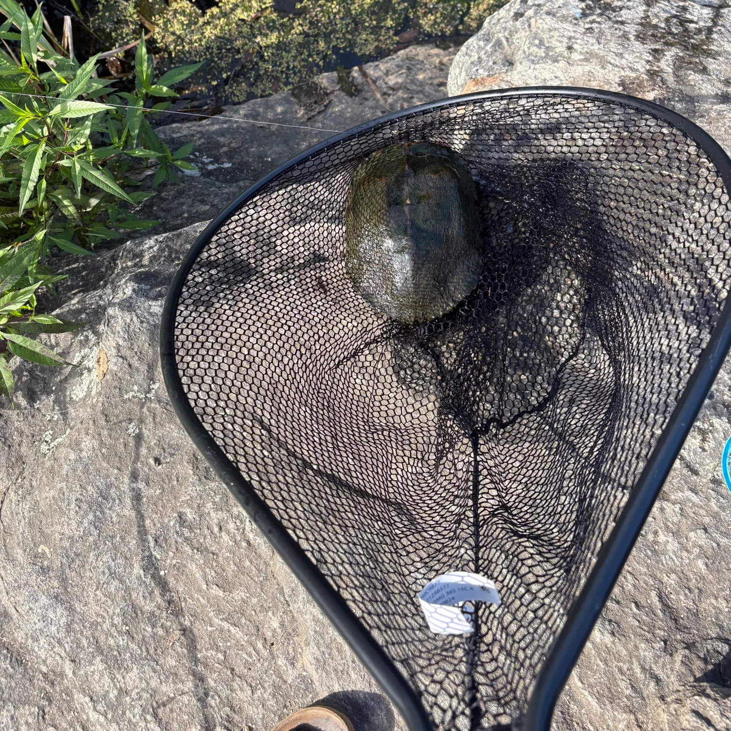 Pond slider turtle caught on Fishbrain