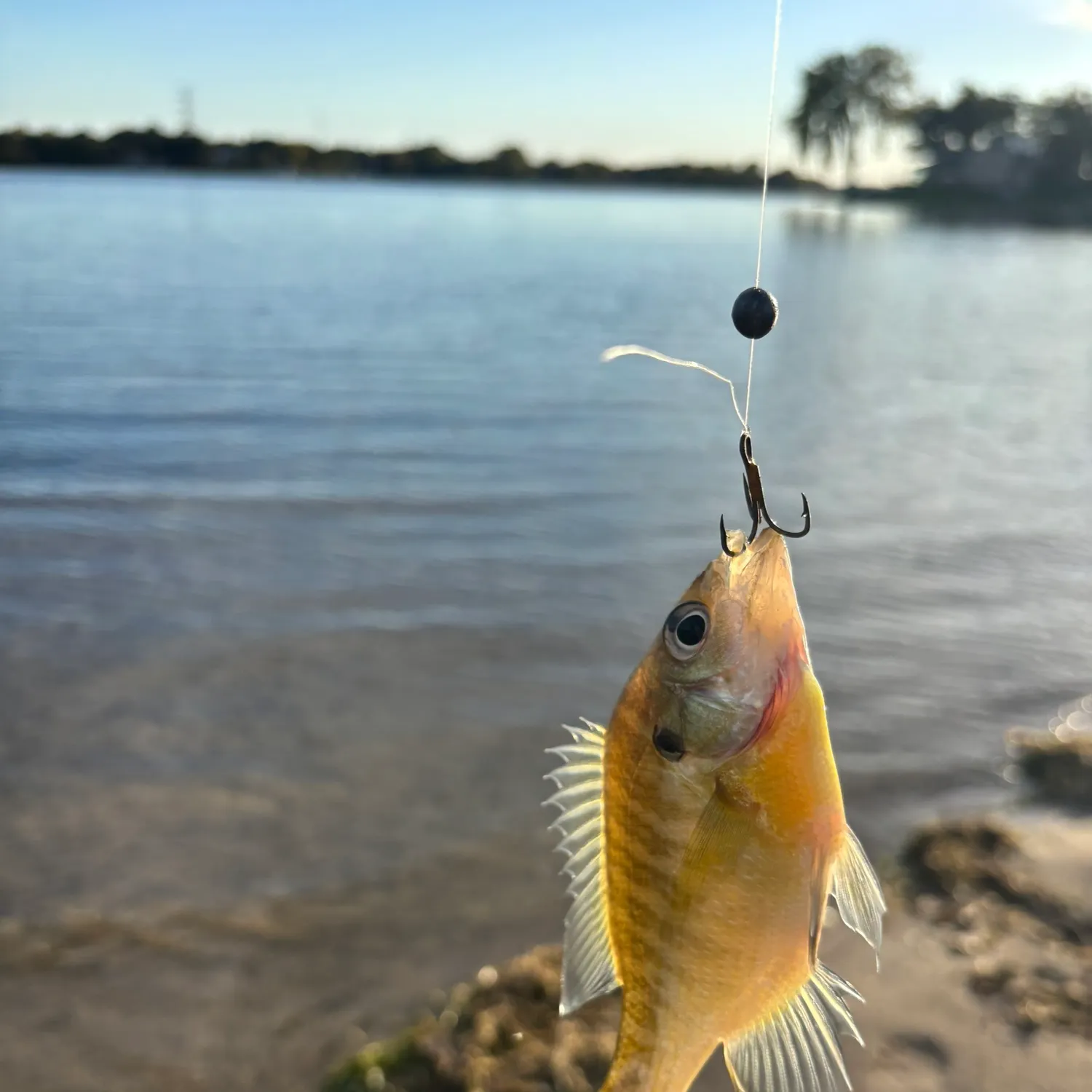 Bluegill caught on Fishbrain