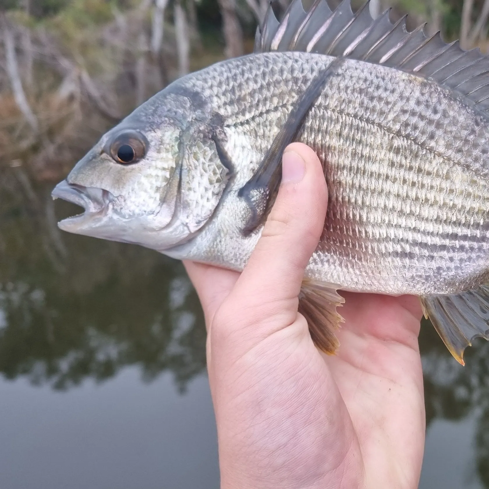 The most recent Southern black bream catches on Fishbrain