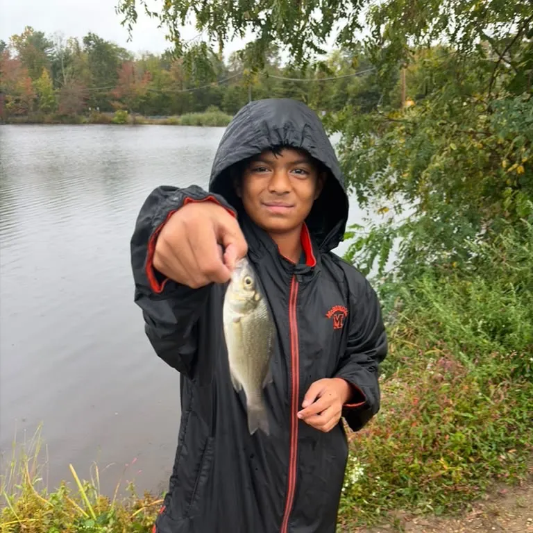 White perch caught on Fishbrain