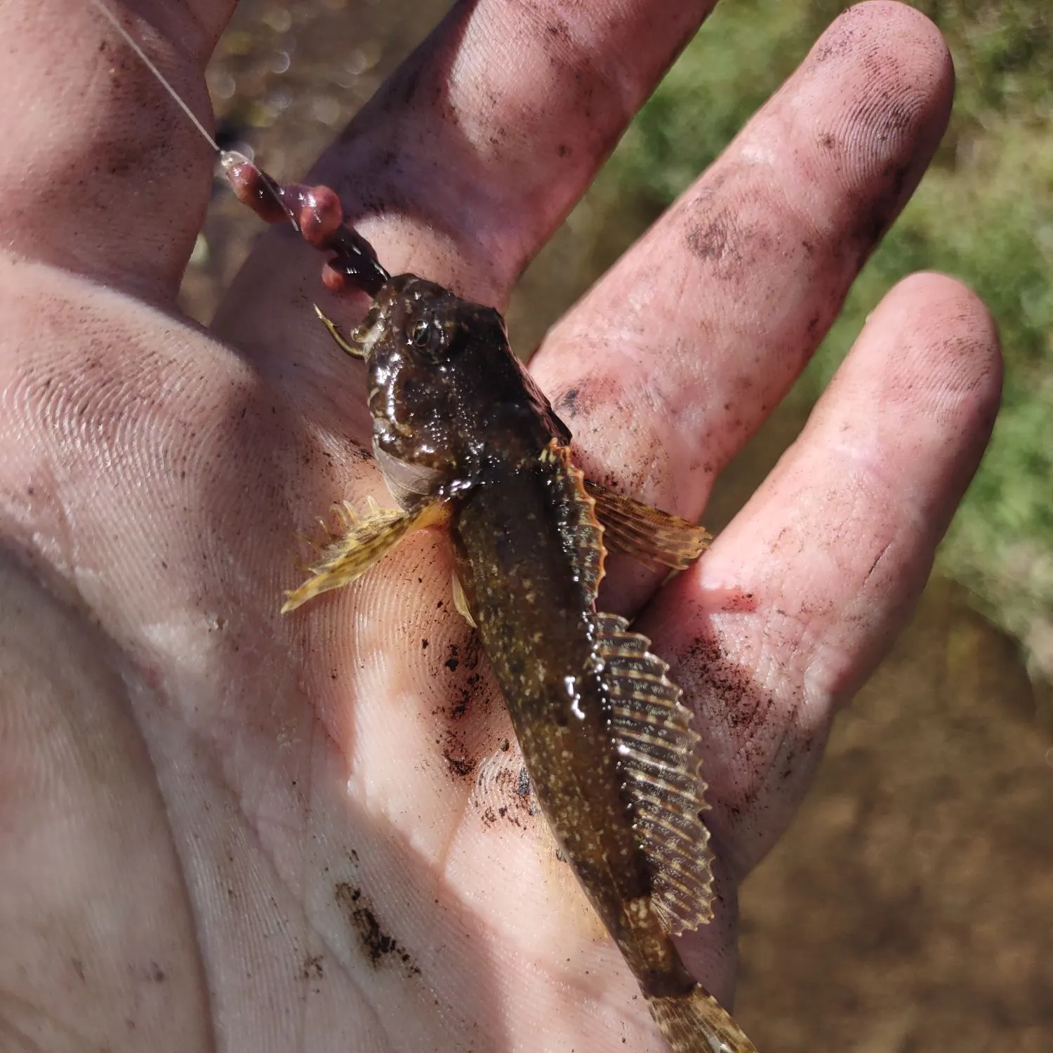 Mottled sculpin caught on Fishbrain