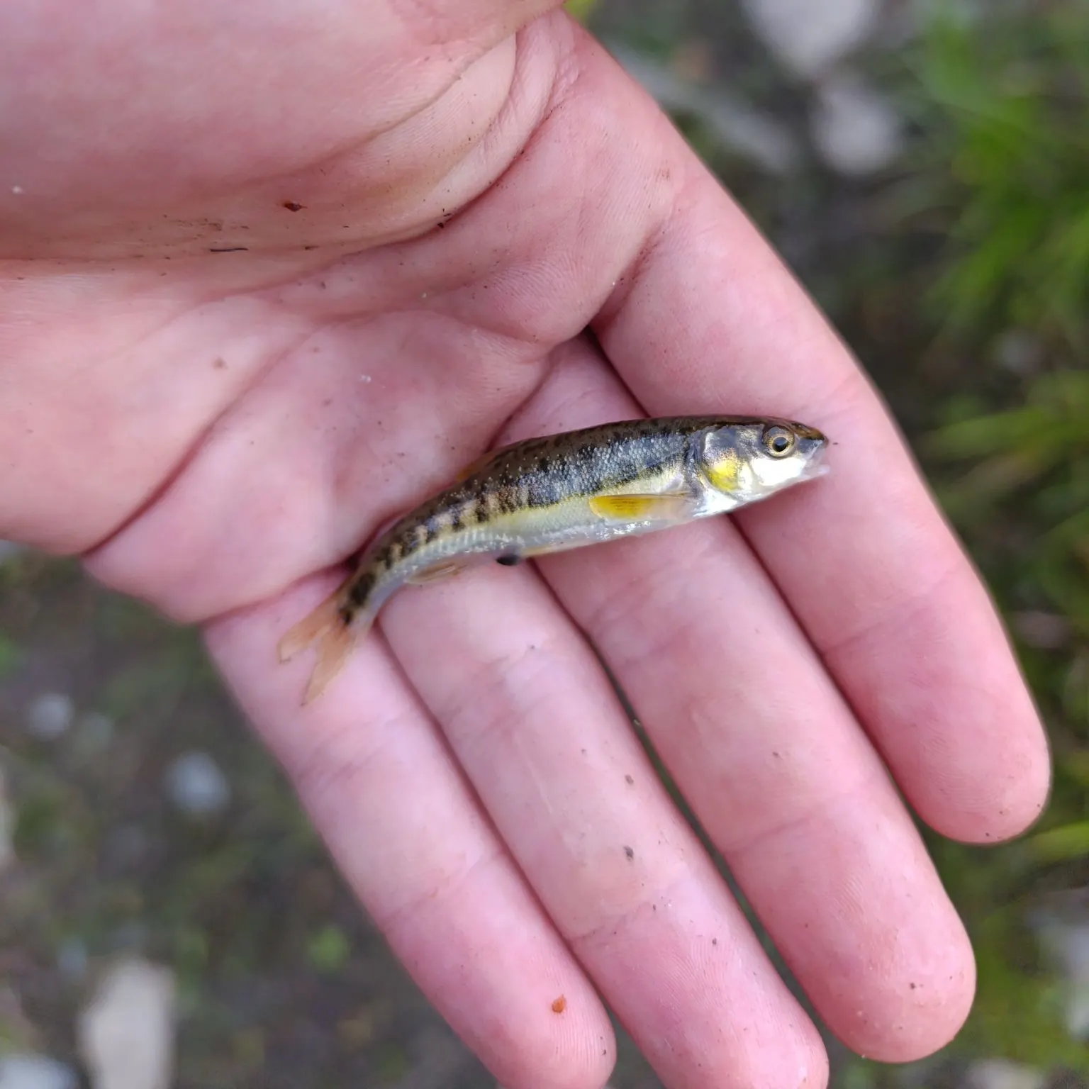 Eurasian minnow caught on Fishbrain