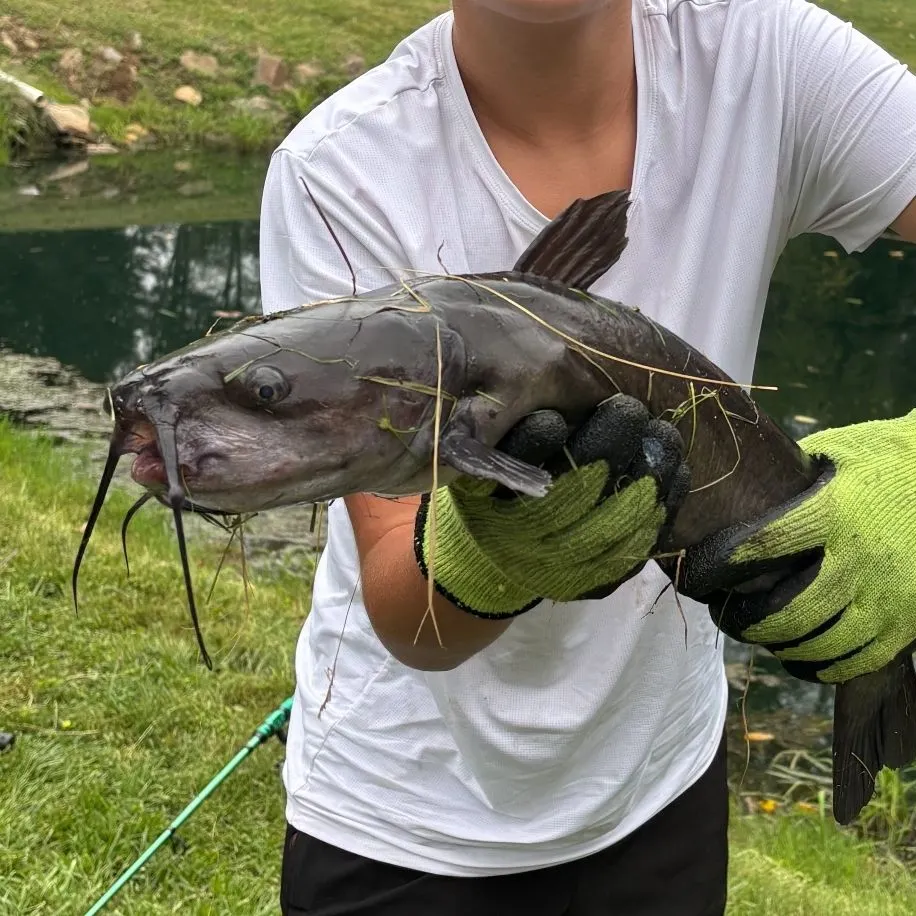 Channel catfish caught on Fishbrain