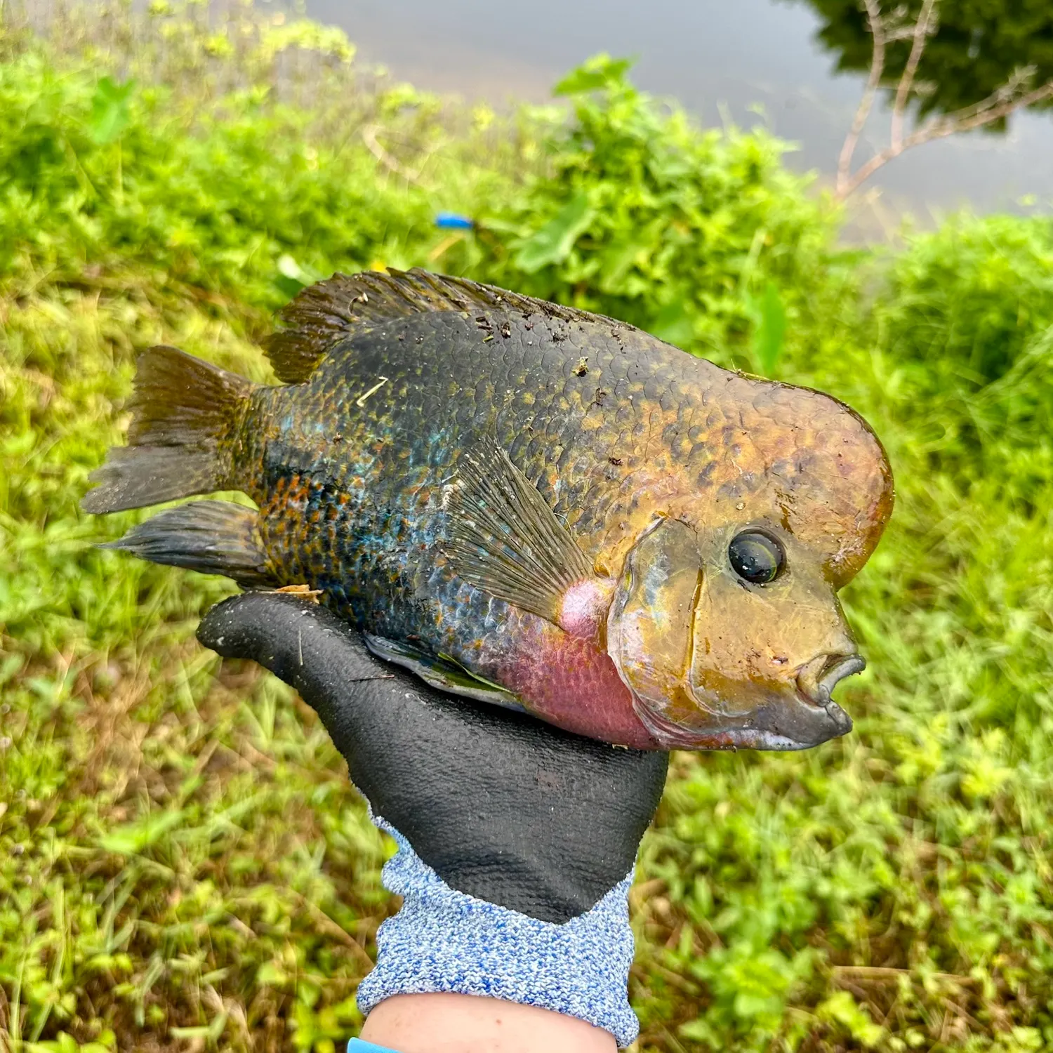 The most recent Redhead cichlid catches on Fishbrain