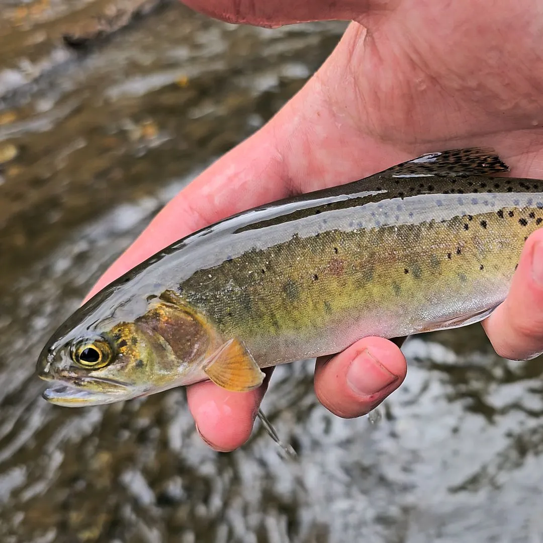 Westslope cutthroat trout caught on Fishbrain