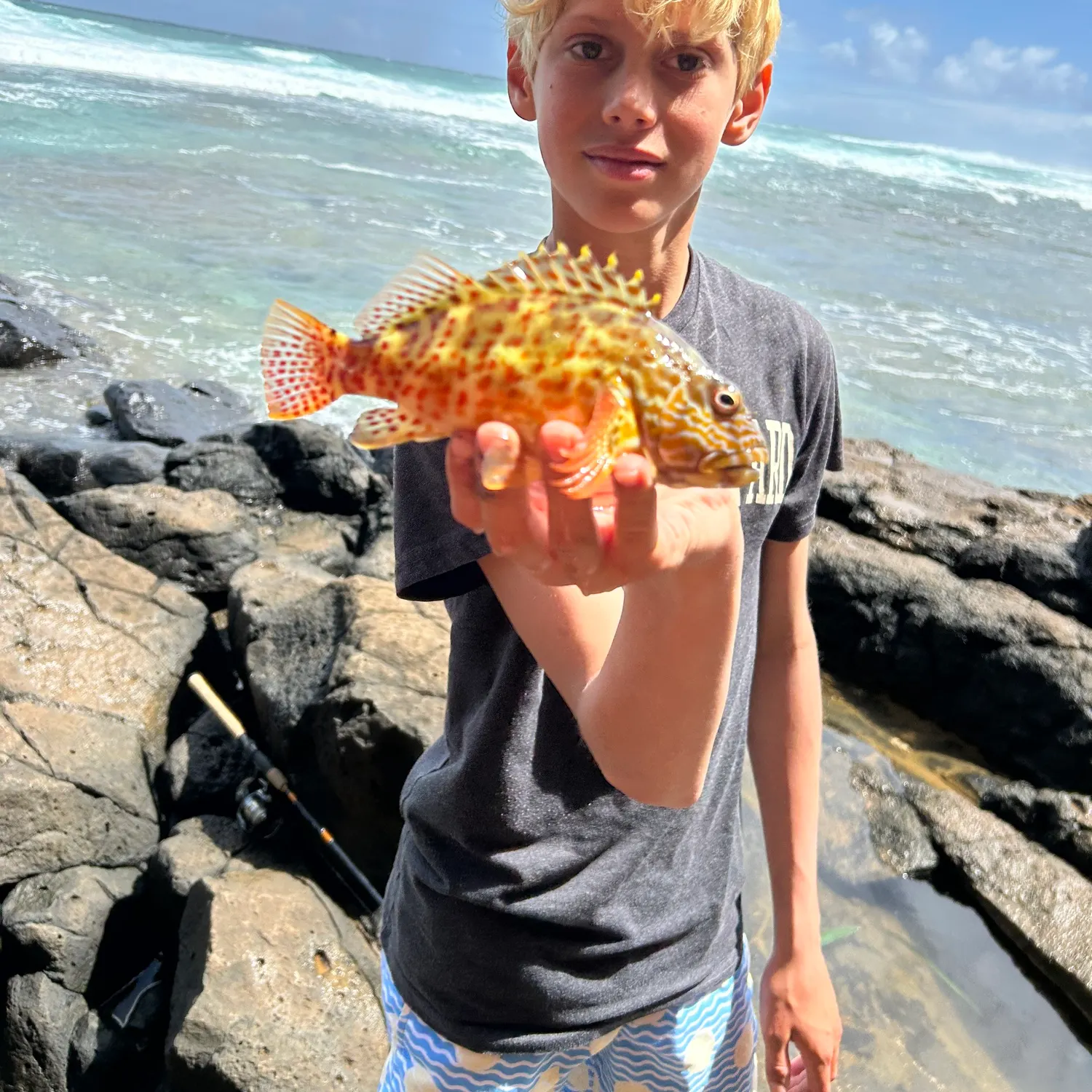 The most recent Greasy grouper catches on Fishbrain