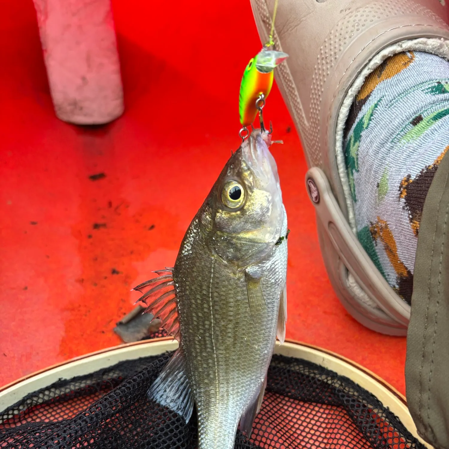 White perch caught on Fishbrain